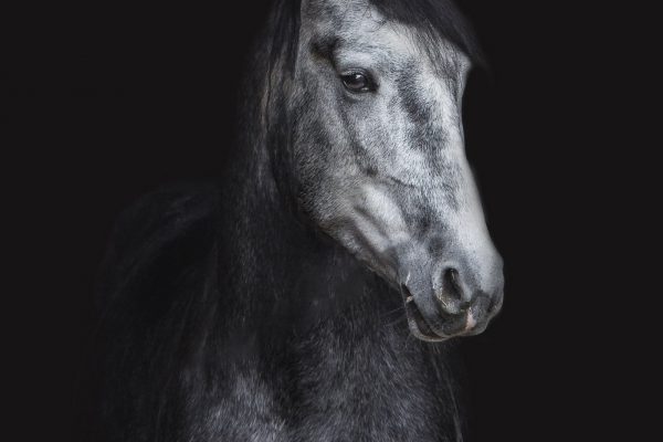 blackfoto-paard-leuven